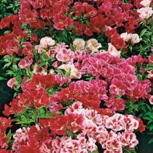 https://ilminsterhomehardware.co.uk/wp-content/uploads/product/att01272.jpg