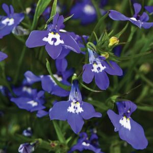 https://ilminsterhomehardware.co.uk/wp-content/uploads/product/att01641.jpg